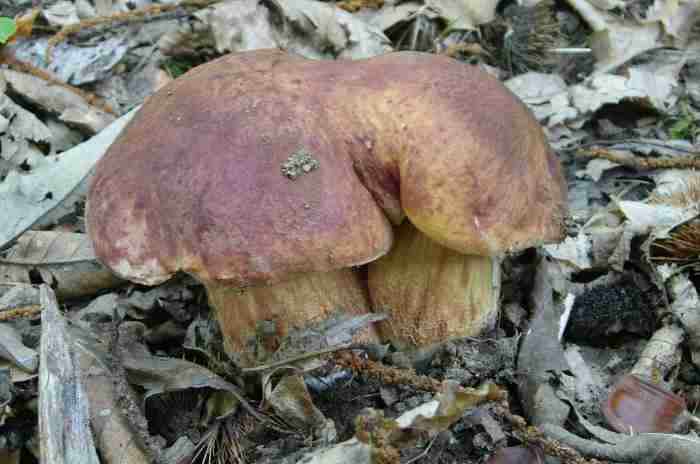  Image name: 288 Porcino.jpg 
 width: 700 pixel 
 height: 464 pixel 
 Size: 26497 bytes 
 Click to enlarge 